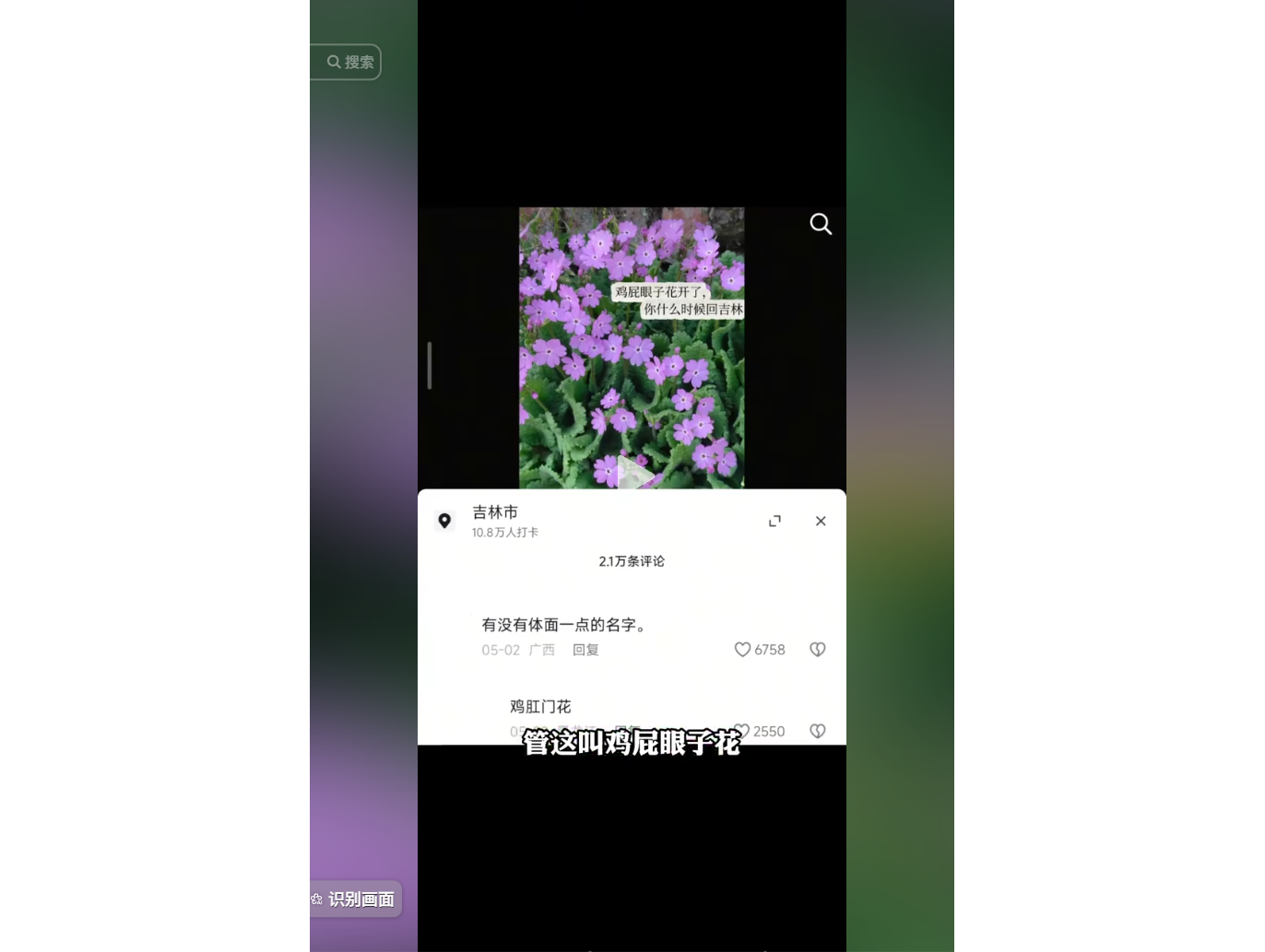 吉林市的紫色花朵，网友讨论其别名“鸡屁眼子花”