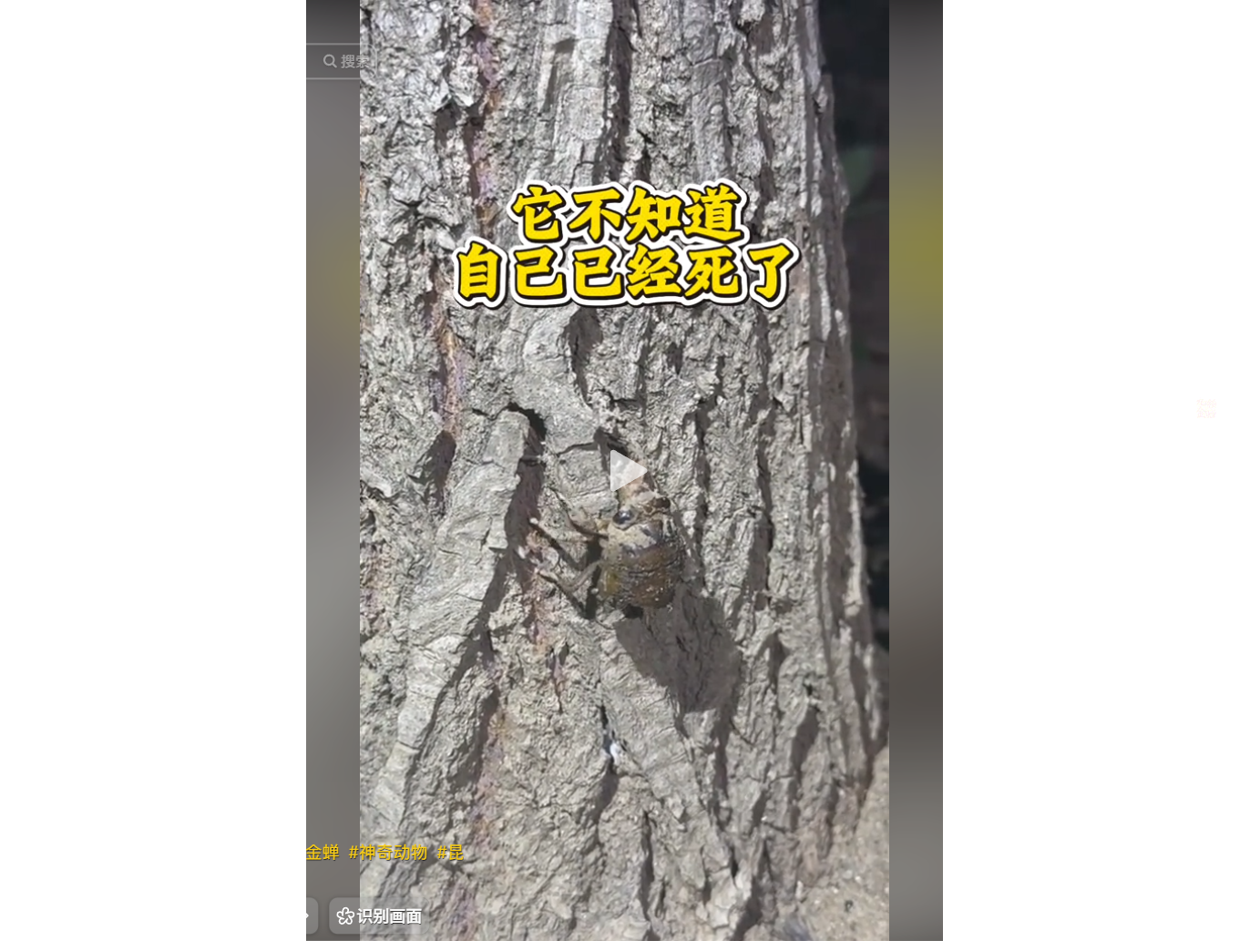 A cicada clinging to a tree trunk with Chinese tex