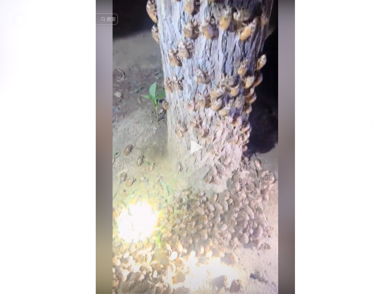 樹幹上爬滿了大量昆蟲,地上也有許多。