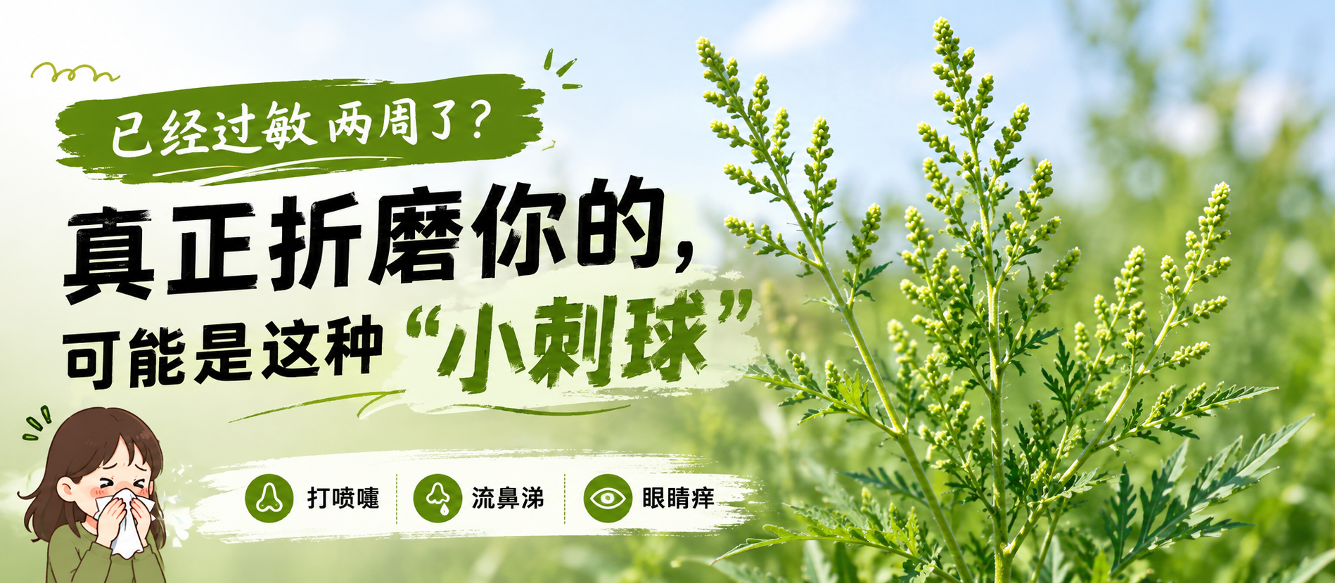 已经过敏两周了?真正折磨你的,可能是这种“小刺球”