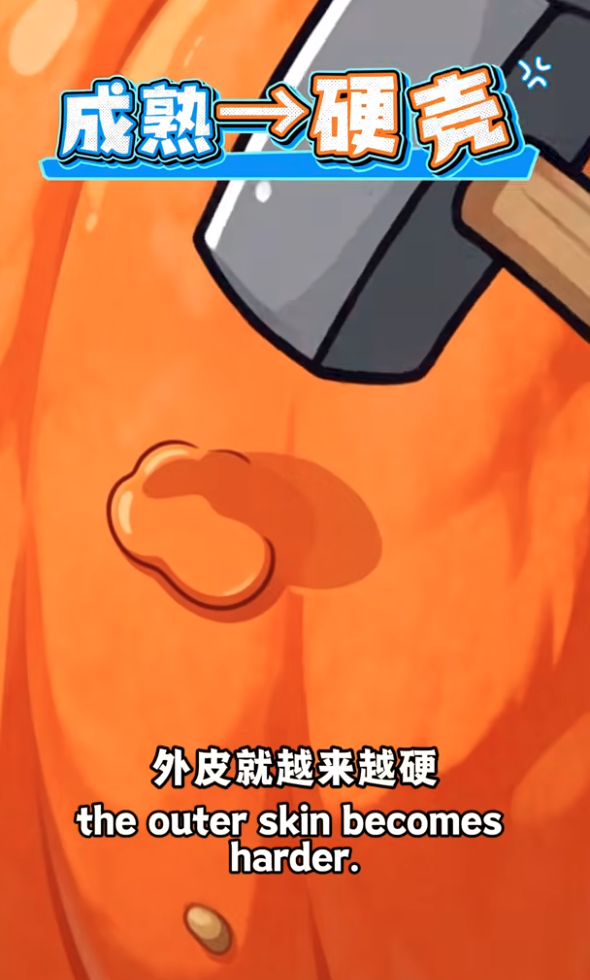 南瓜外壳