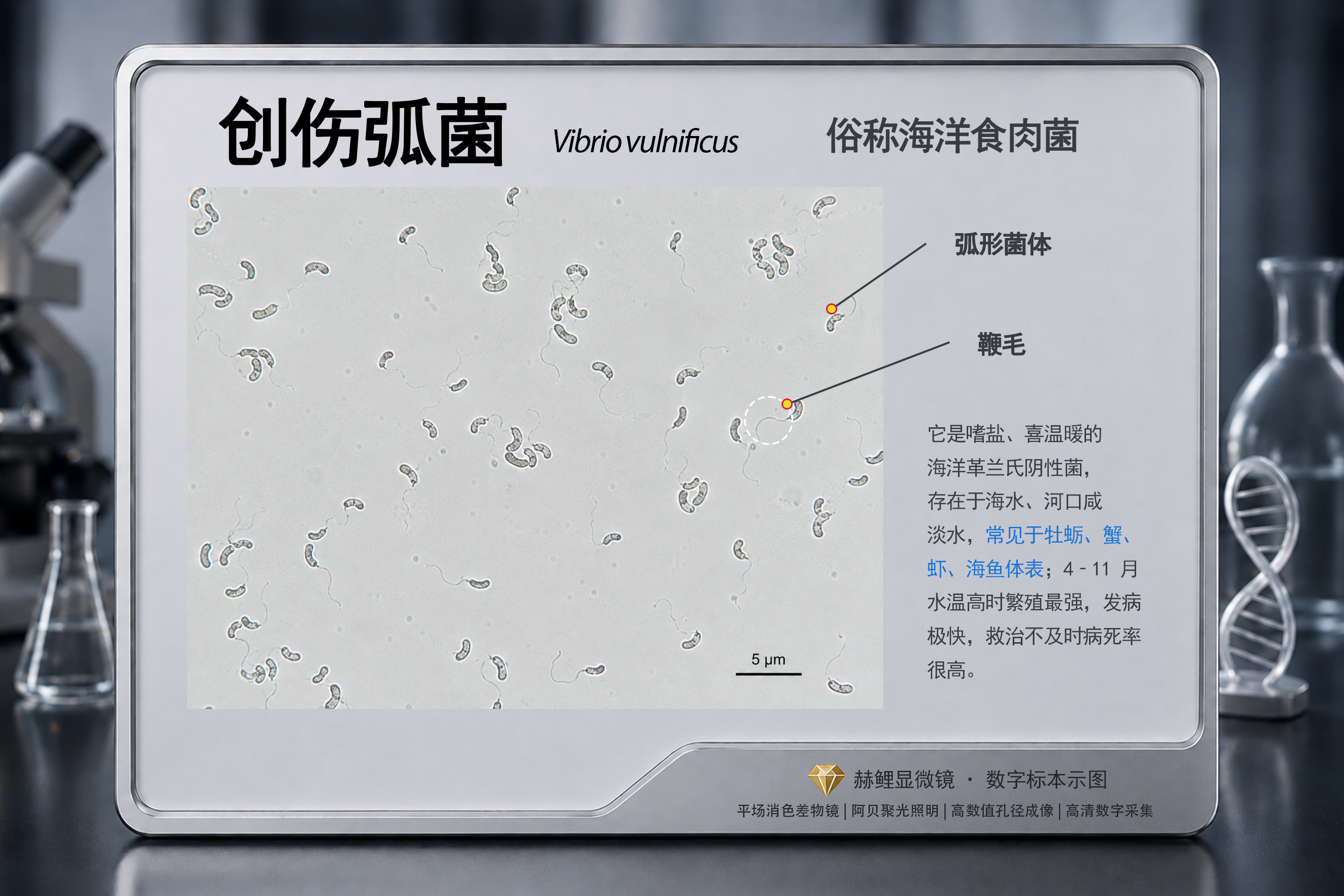 细菌、创伤弧菌