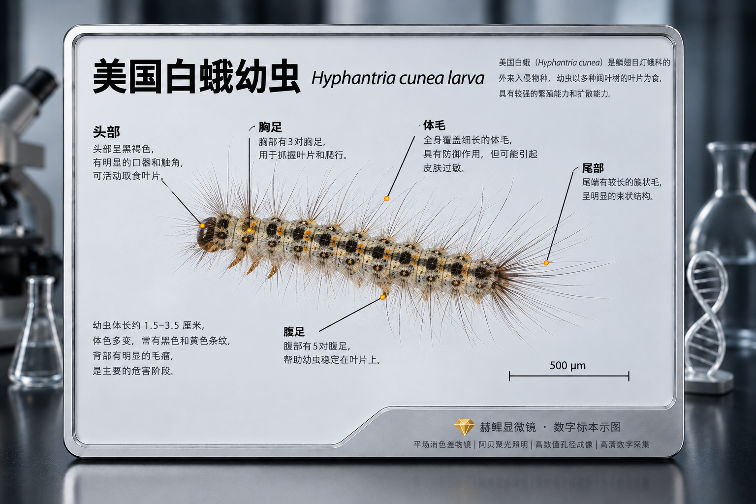 美国白蛾幼虫介绍