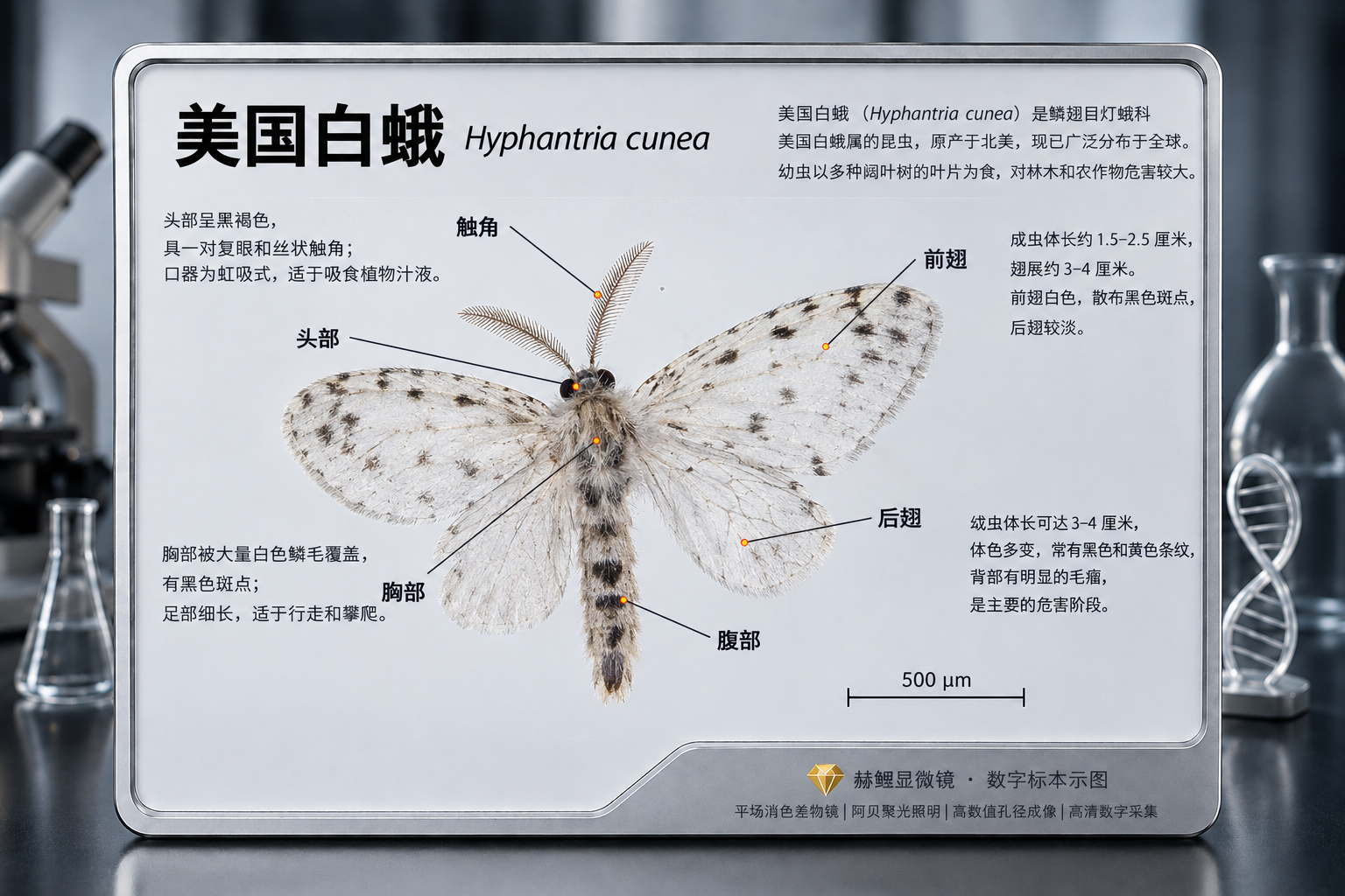 美国白蛾介绍