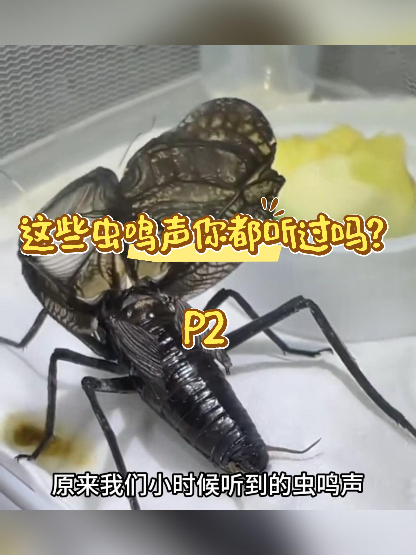 原来小时候耳边的虫鸣声，都是这些虫子发出来的