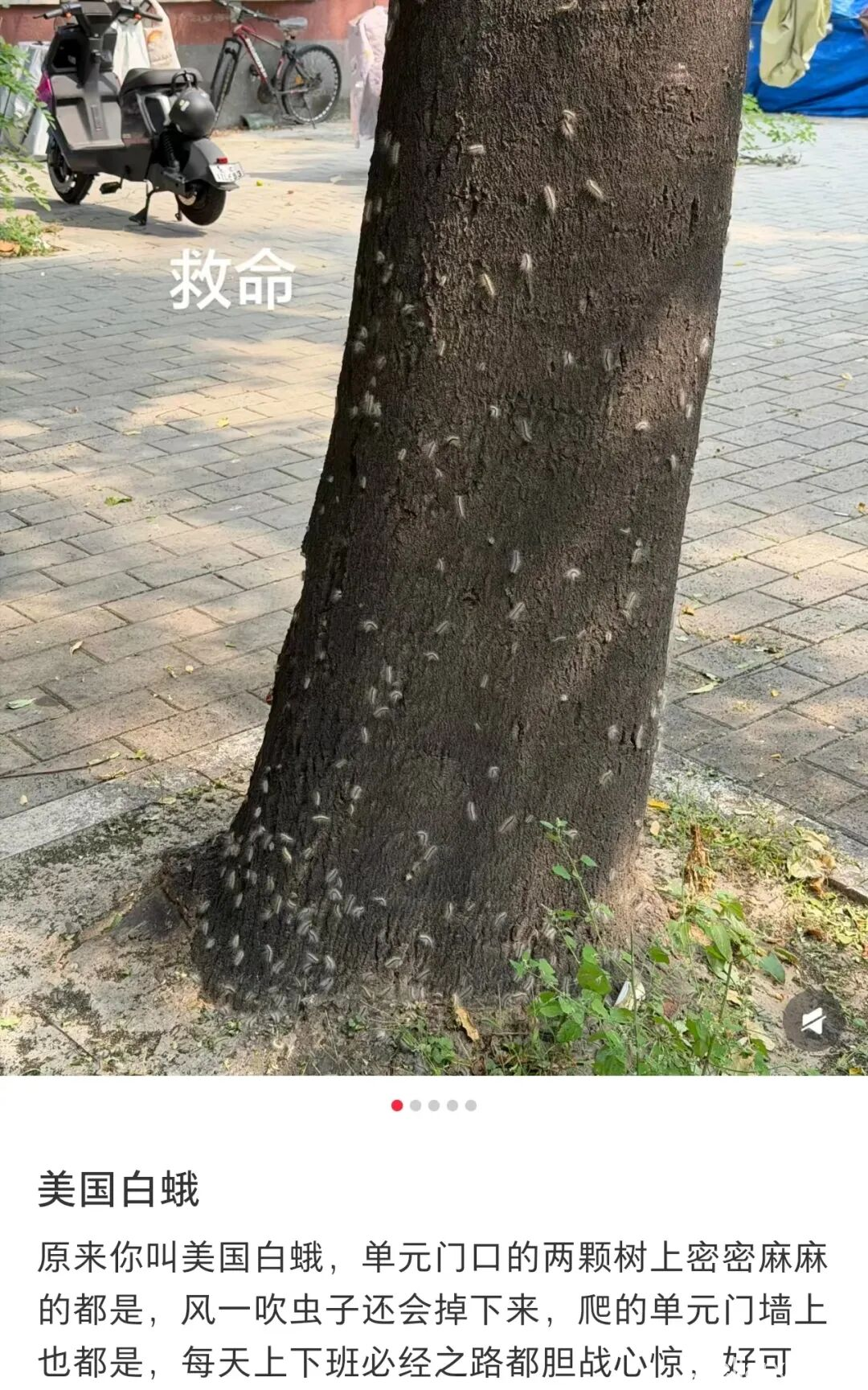 Fall webworm larvae covering a tree trunk in a Beijing neighborhood