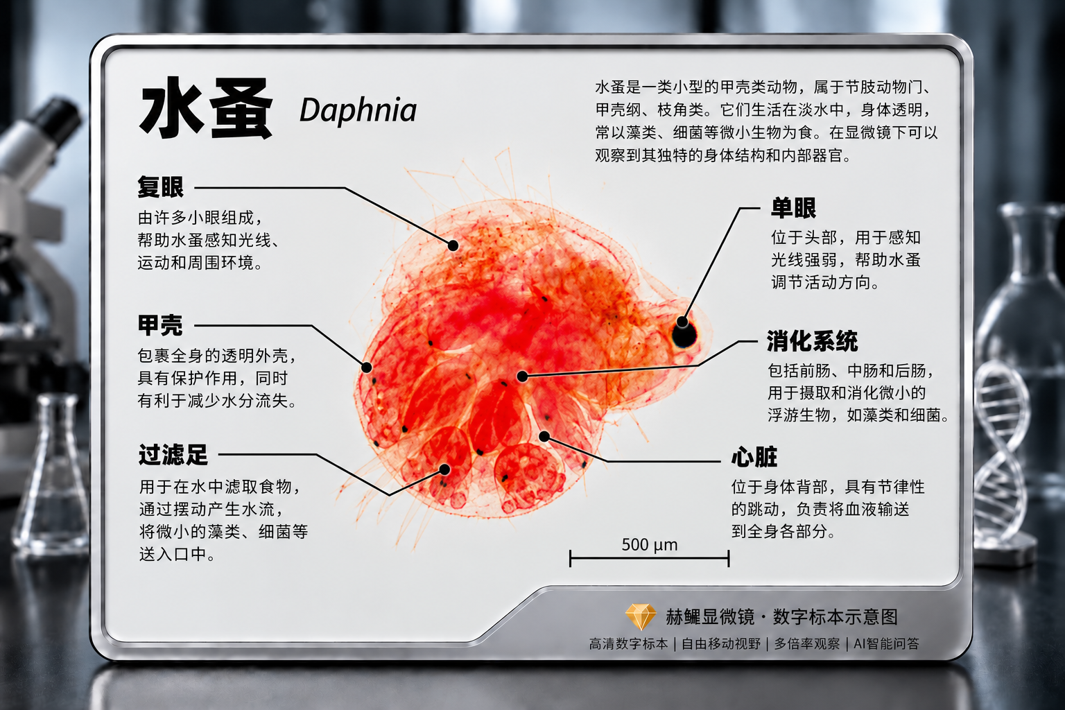 水蚤显微镜.png