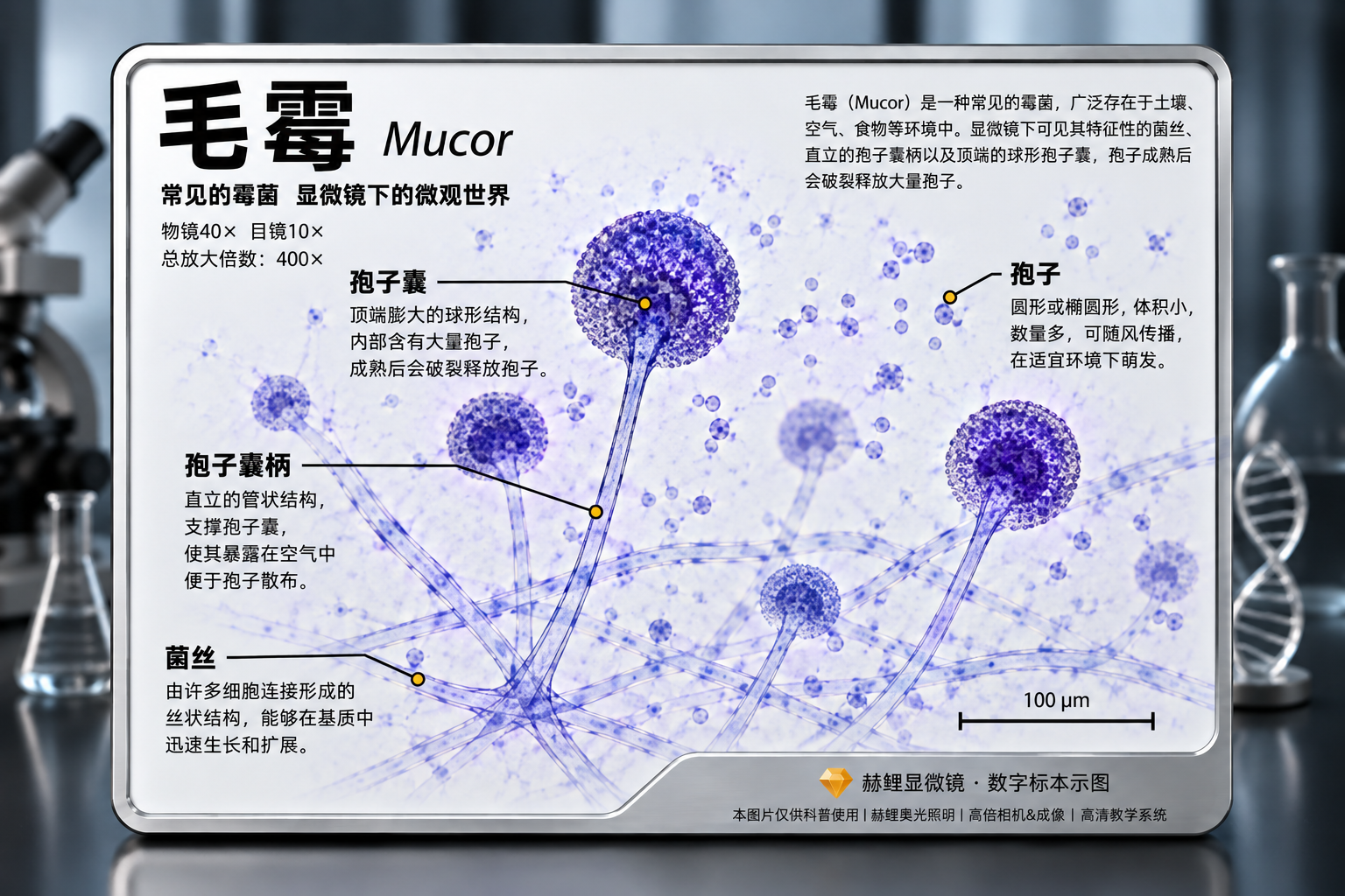 毛霉显微结构科普图解.png