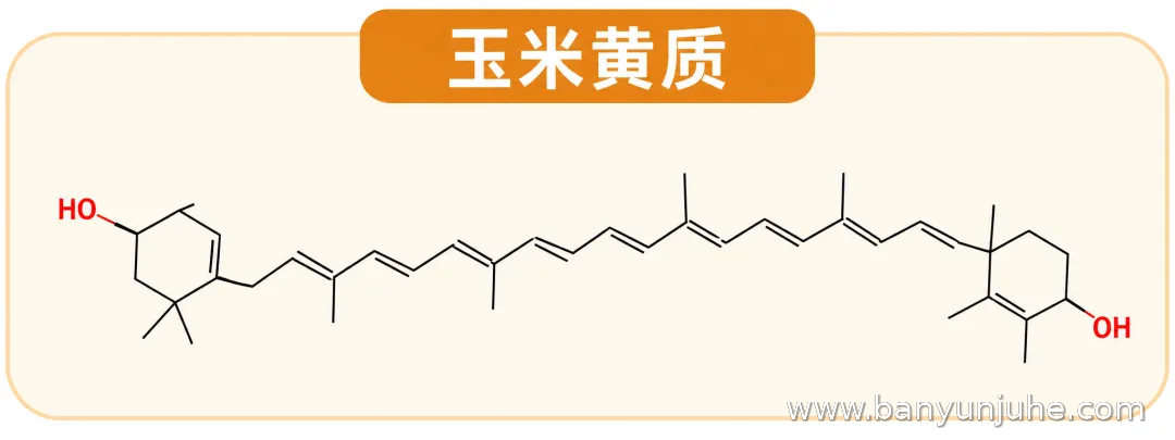 玉米黄质化学分子结构示意图，展示蛋黄所含类胡萝卜素玉米黄质的分子结构及其与视网膜黄斑色素的关系，般芸聚合