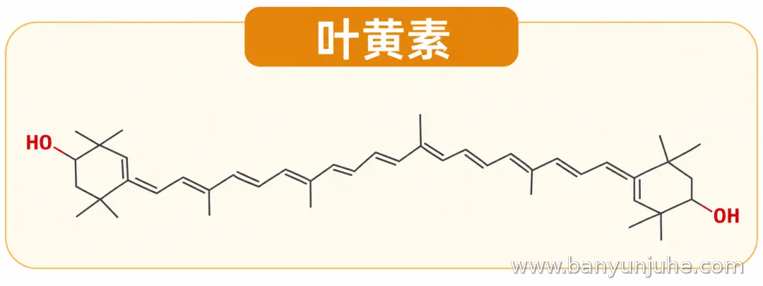 叶黄素化学分子结构示意图，介绍蛋黄中的叶黄素是视网膜黄斑色素的组成成分之一，与眼睛正常生理功能有关，般芸聚合