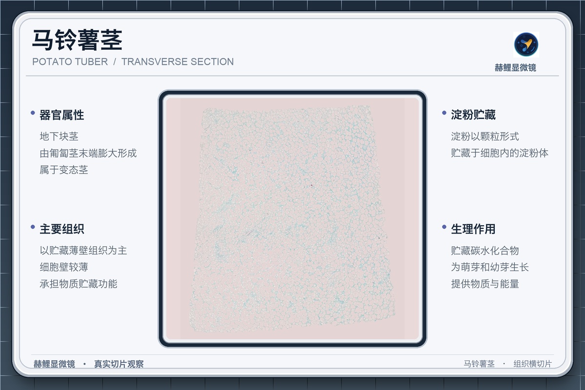 02-马铃薯标本说明卡.jpg
